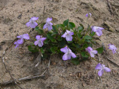 Sand-Veilchen (Viola rupestris)